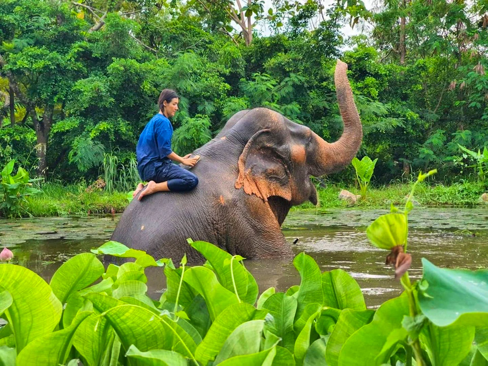 Pattaya Elephant Village & Mongchang Cafe Half Day Tour Review
